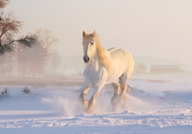 Horse Trainer