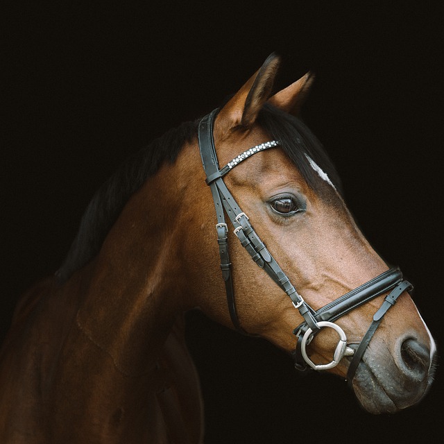 Horse Trainer